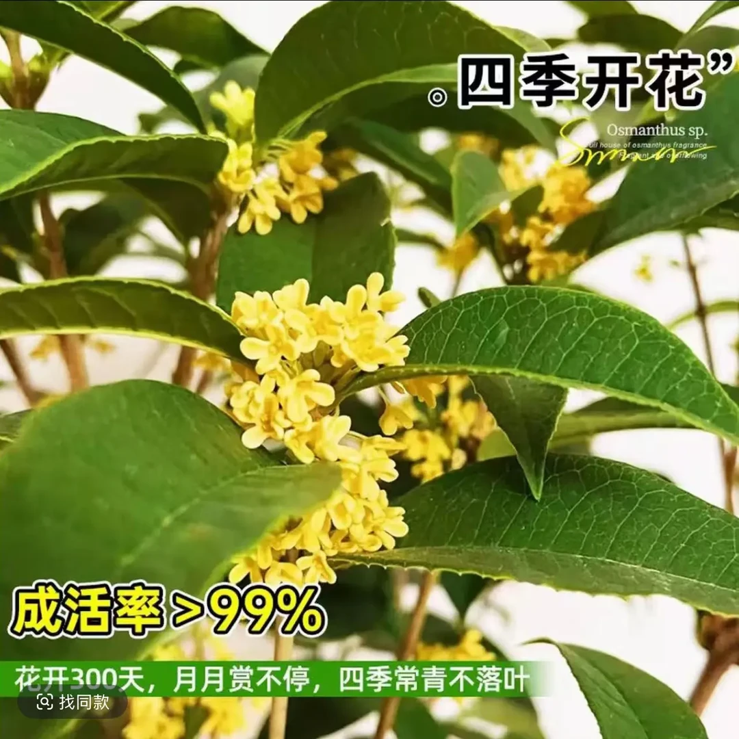 佛顶珠（一物一拍）四季桂花带花苞浓香型花卉适合阳台庭院室内种植