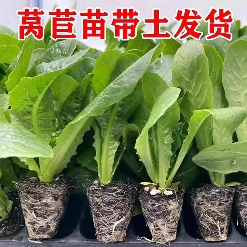 四季莴笋青皮绿肉香莴笋阳台庭院高产耐热耐寒新鲜蔬菜尖叶莴笋