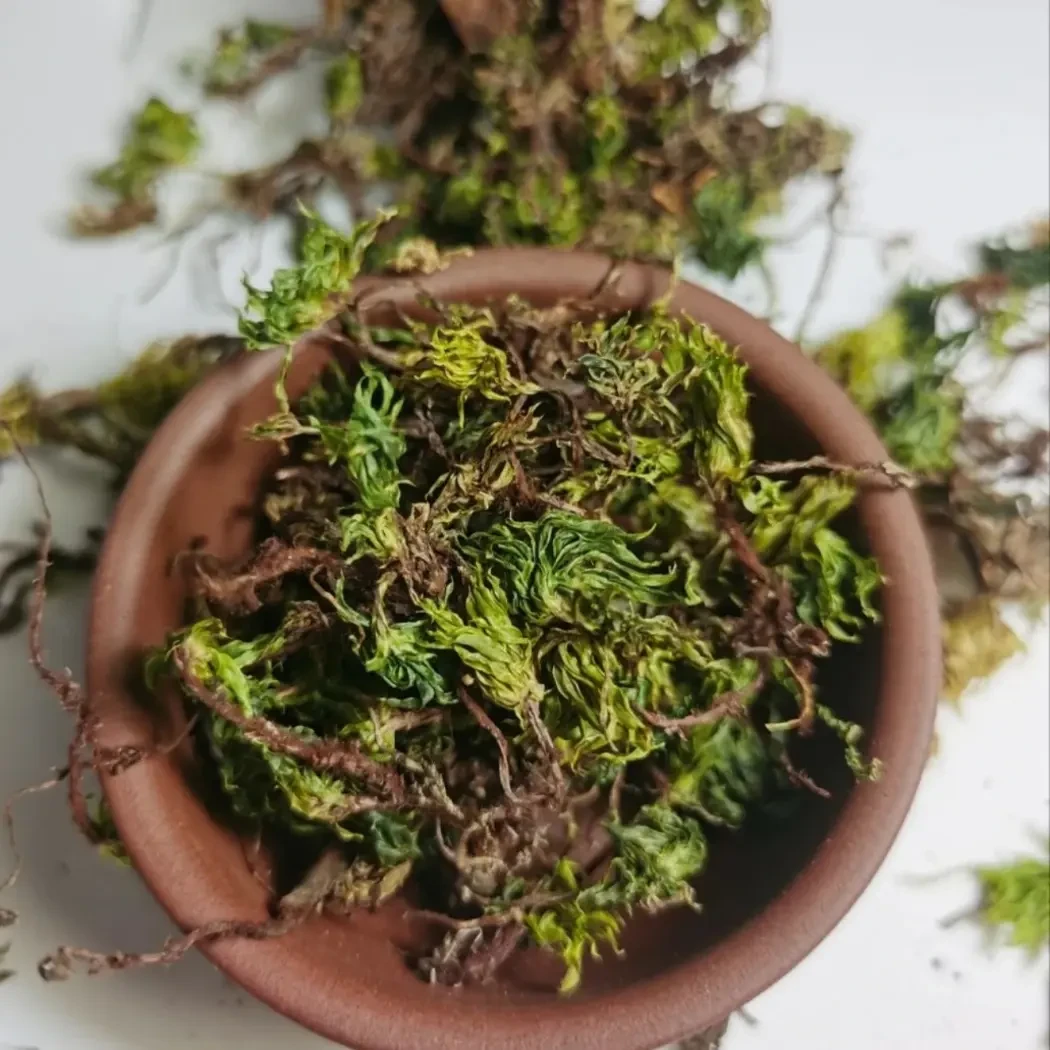 正宗云南回心草中药材大叶藓纯人工采挖天然无硫晒干