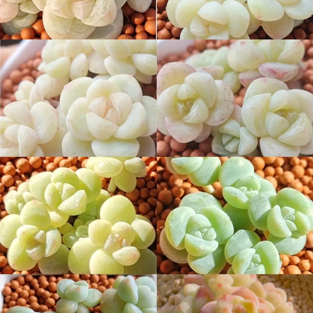 冰玉群生 小脸冰玉群 此链接仅供直播间使用