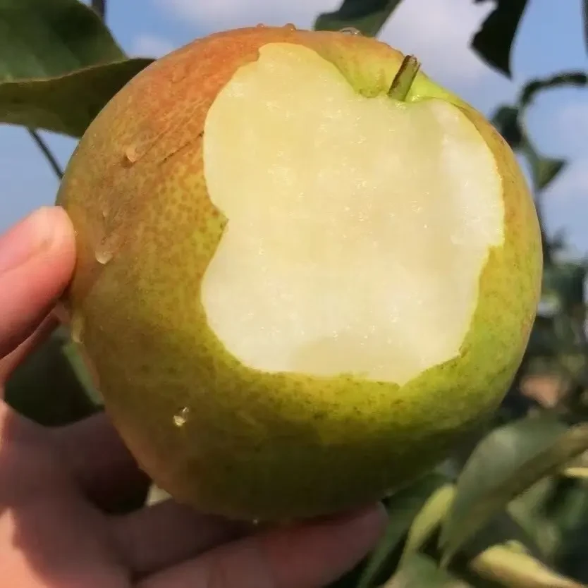 山西隰县玉露香梨新鲜应季水果脆甜多汁皮薄爽口 原产地直发