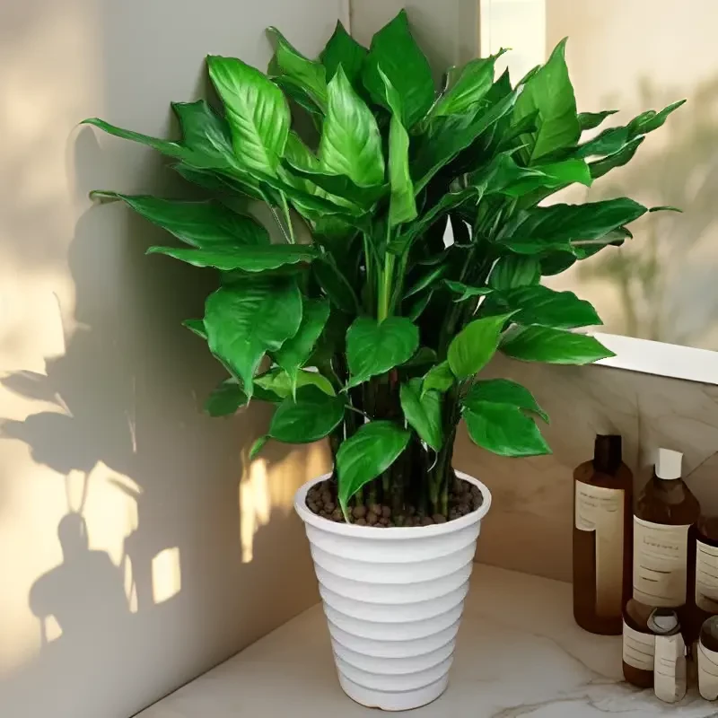 盆栽四季常青土壤水培桌面室内植物办公室卧室绿植绿物净化空气