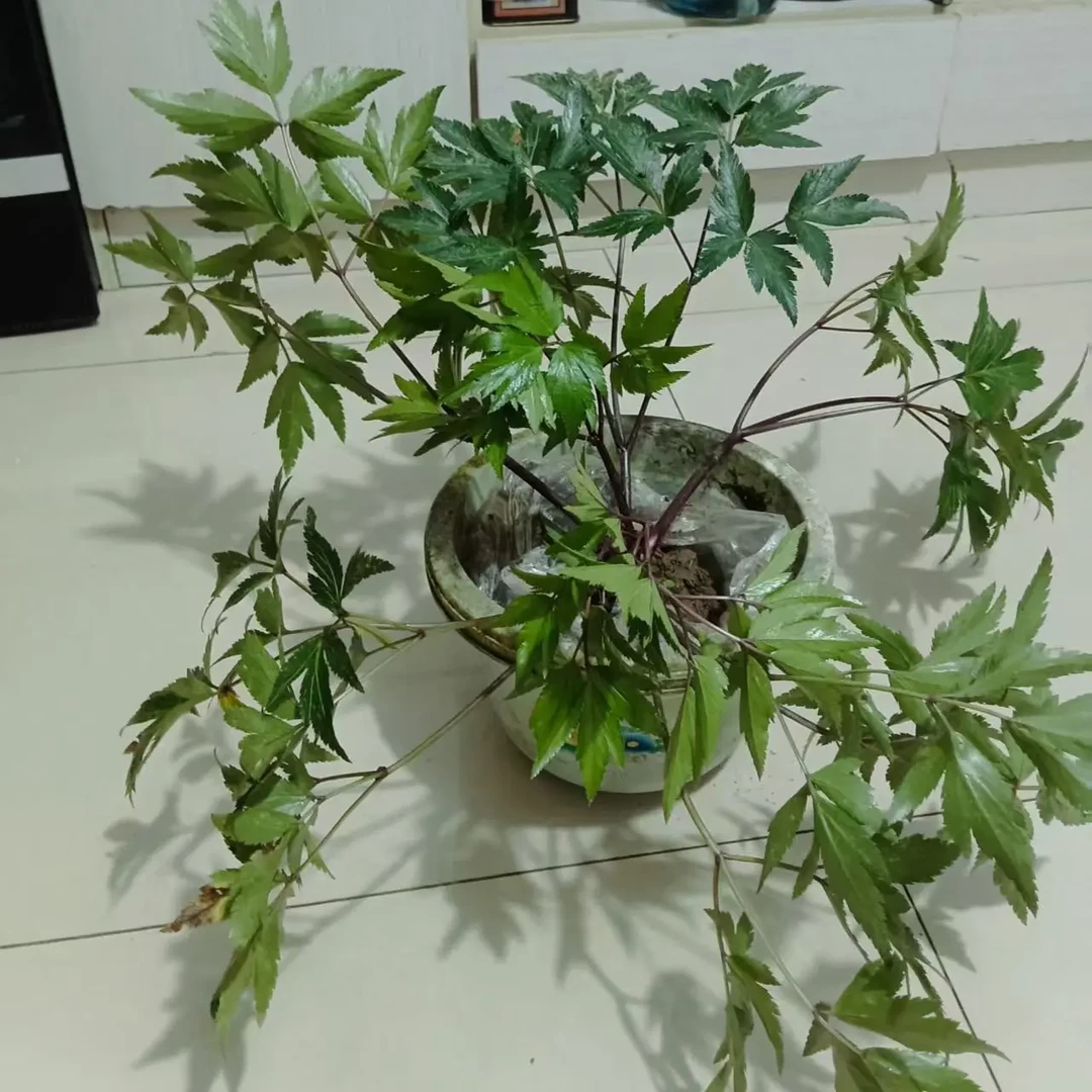 当归盆栽产自贵州大山深处