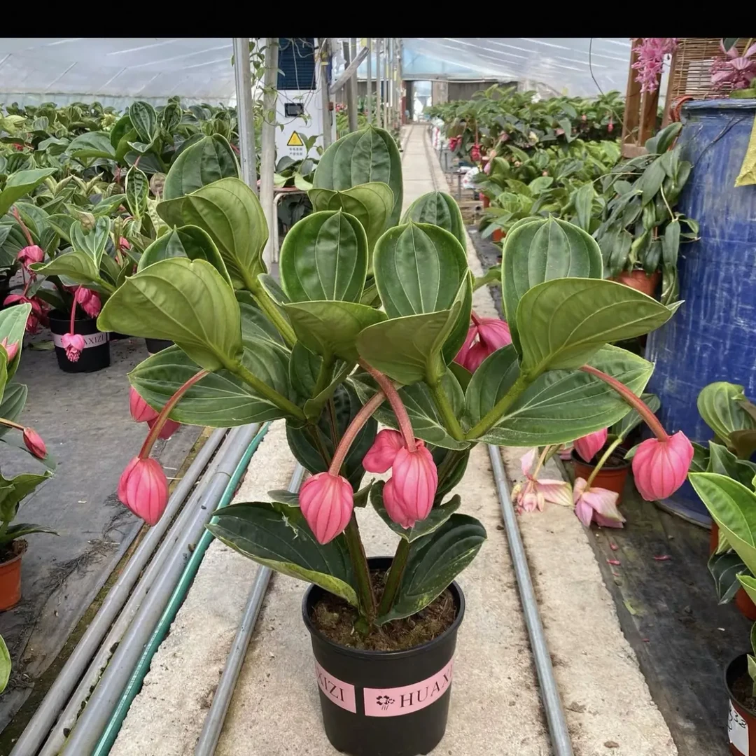 进口宝莲灯花卉带花苞四季开花室内好养绿植