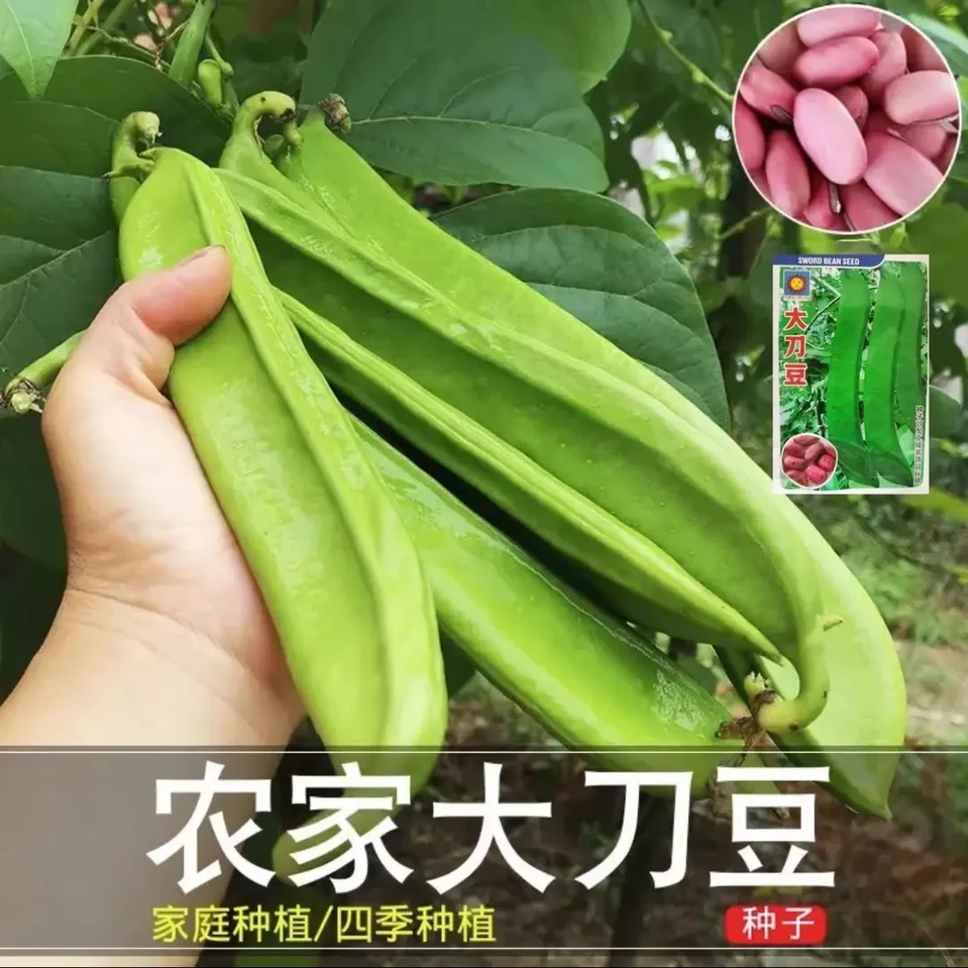 【大刀豆种子】家庭阳台小院盆栽地栽四季种植