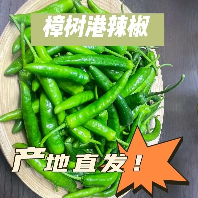 湖南樟树港薄皮青椒农家自种新鲜微辣现摘现发