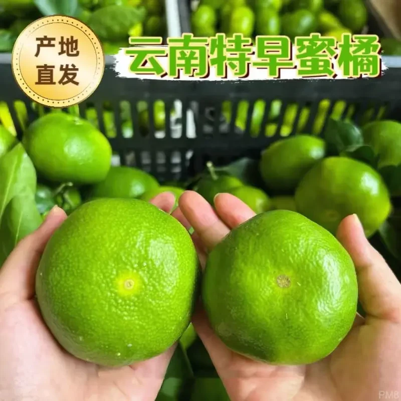 云南蜜桔子应季酸甜多汁孕妇水果新鲜无籽青皮绿皮蜜橘子1/5斤装