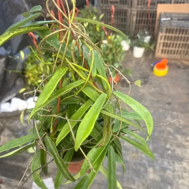 【迷你贝尔】球兰盆栽绿植带花大苗四季开花卉室内爬藤庭院好养植物