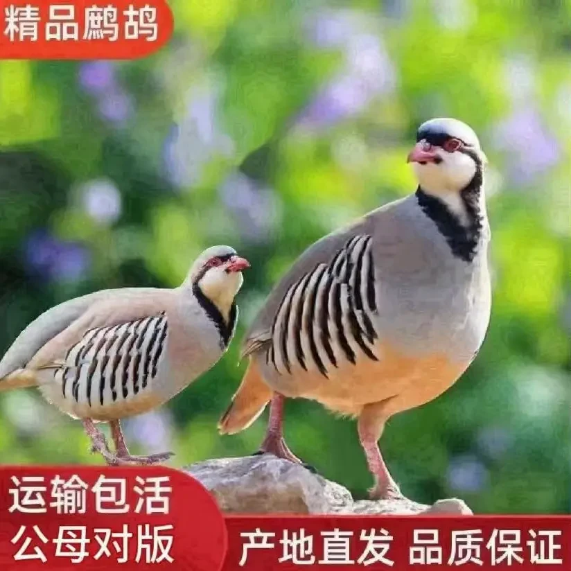 呱呱鸡咕咕鸡宠物鸡绿林