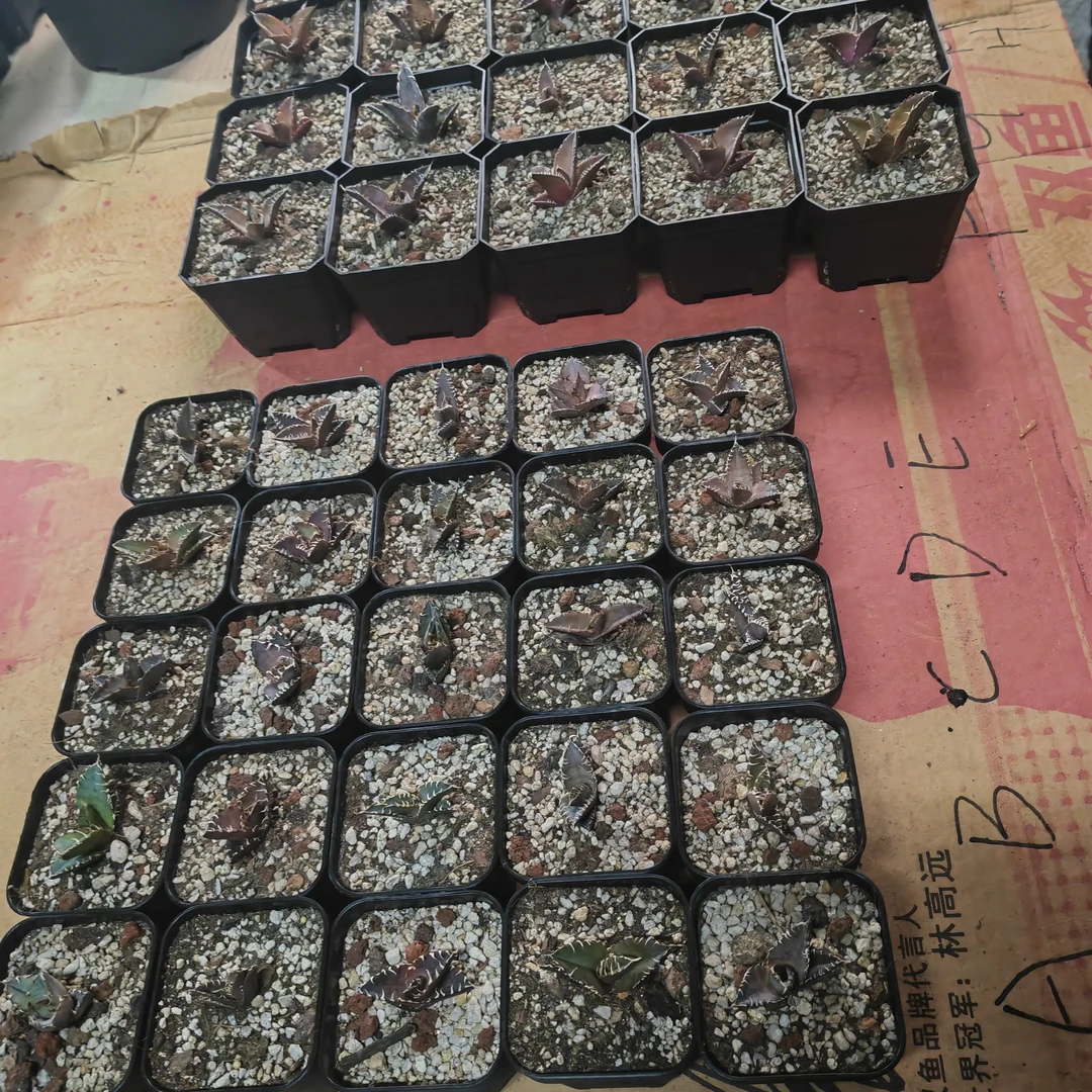 元旦福利活动88 子播实生仁王冠