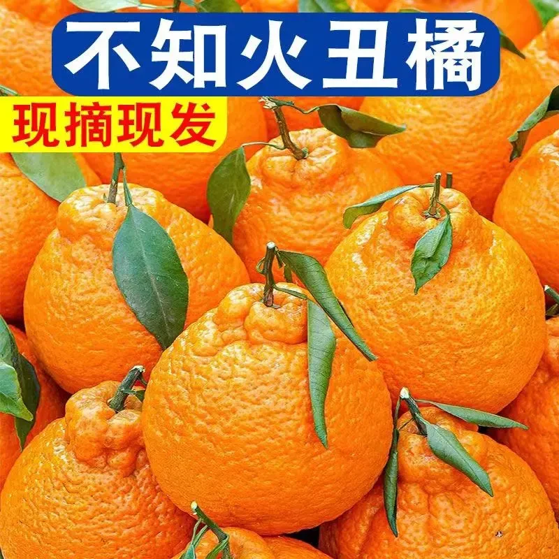 高山不知火丑橘新鲜水果当季时令水果丑八怪丑柑桔子1-9斤整箱发