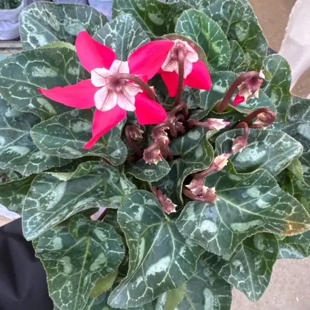 仙客来盆栽带花带花苞发货四季开花室内花卉