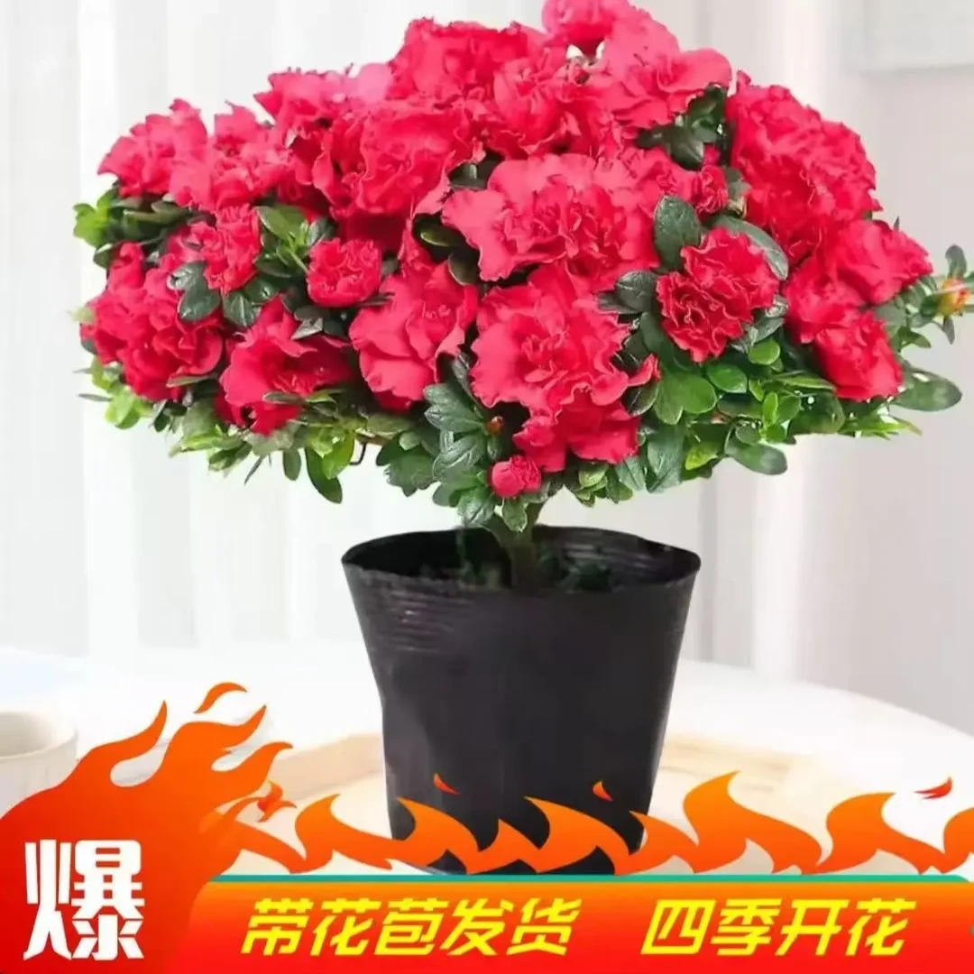杜鹃花盆栽带花苞室内外好养四季开花庭院阳台绿植花卉映山红