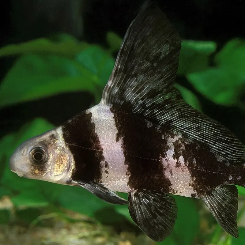 （按斤）四川一帆风顺 每条5g左右 渔场直发