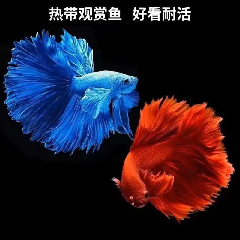 泰国斗鱼网红款赛级黄色半月公母大红袍红红火火蓝袍不用打氧气