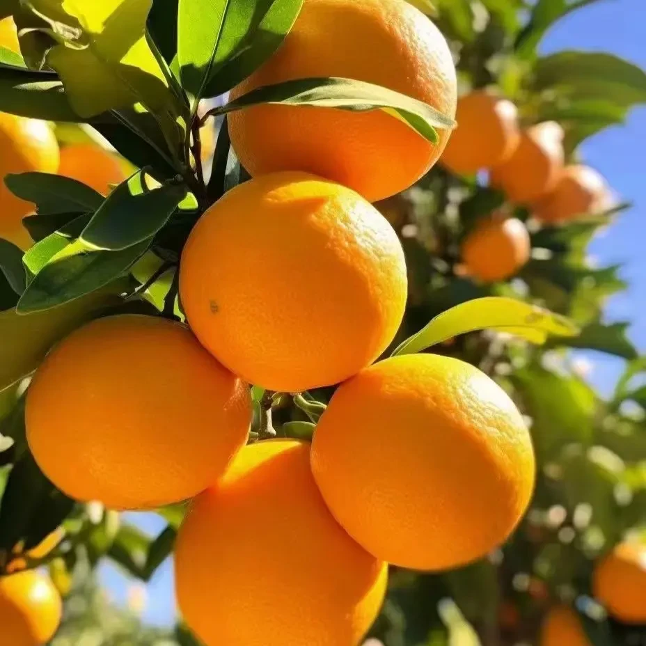 正宗赣南脐橙新鲜采摘应季甜橙子孕妇水果皮薄多汁产地直发