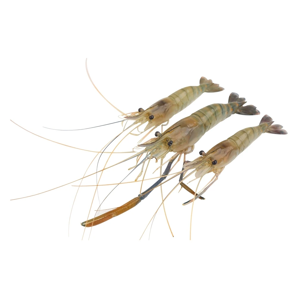 【DMW】鲜活淡水罗氏沼虾 350g /份(约20-25只)