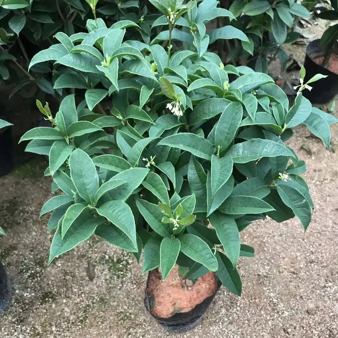 ⅔四季开花桂花室内绿植盆栽客厅盆栽庭院盆栽植物好养花卉绿植