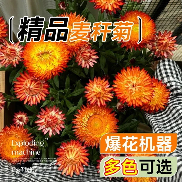 麦秆菊盆栽带花苞花期长好养四季开花室内玛格丽特菊花花苗花卉