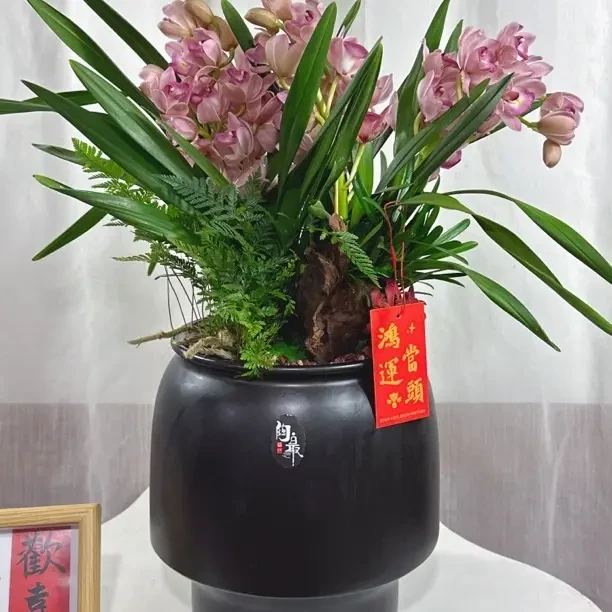 大花蕙兰带盆室内客厅好养易活花卉带花苞发货