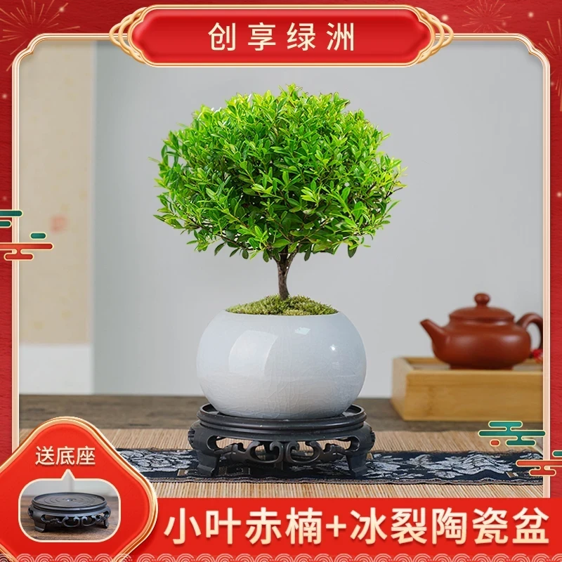小叶赤楠客厅盆景基地直发盆栽办公室内茶室绿植摆件鲜活花卉花盆