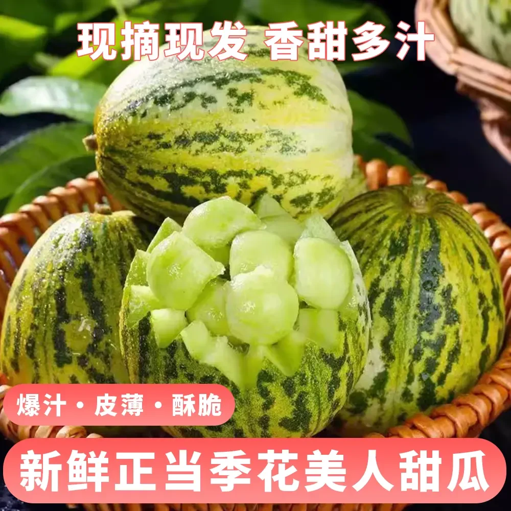 正宗山东花美人八里香香甜瓜新鲜水果应季蜜瓜香瓜脆甜清甜
