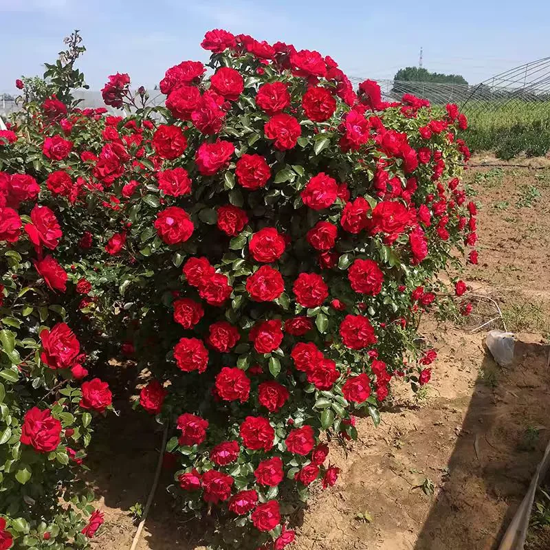 鲁硕红中苗藤本月季花苗爬藤红花卉四季开浓香植物抗病强