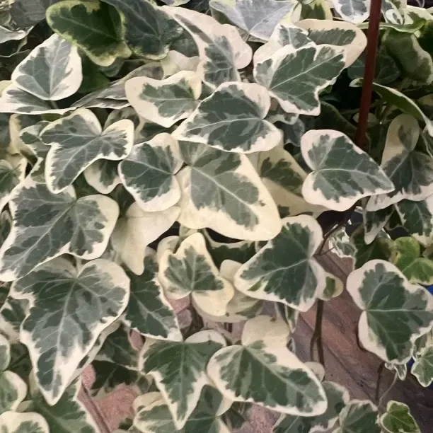 雪莹春藤四季常青玉簪花耐热耐寒易养适合乔迁的室内盆栽