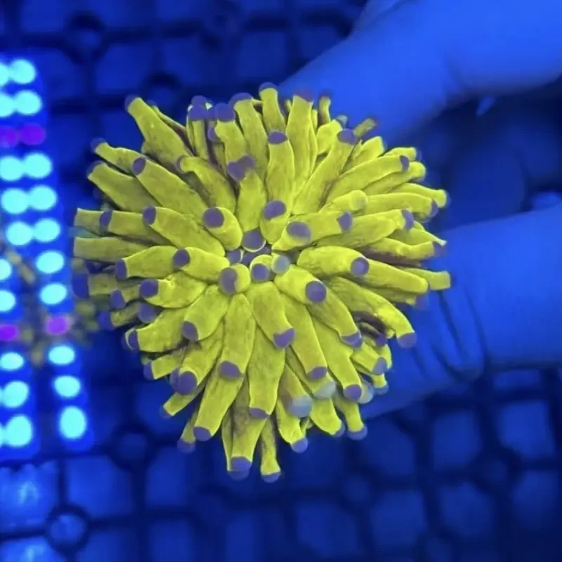 直播牡丹包邮，火柴一物一图专拍。