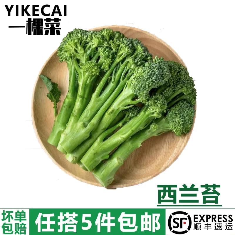 西兰苔500g 新鲜西兰花台手指西兰花兰花苔宁夏甜杆青花苔