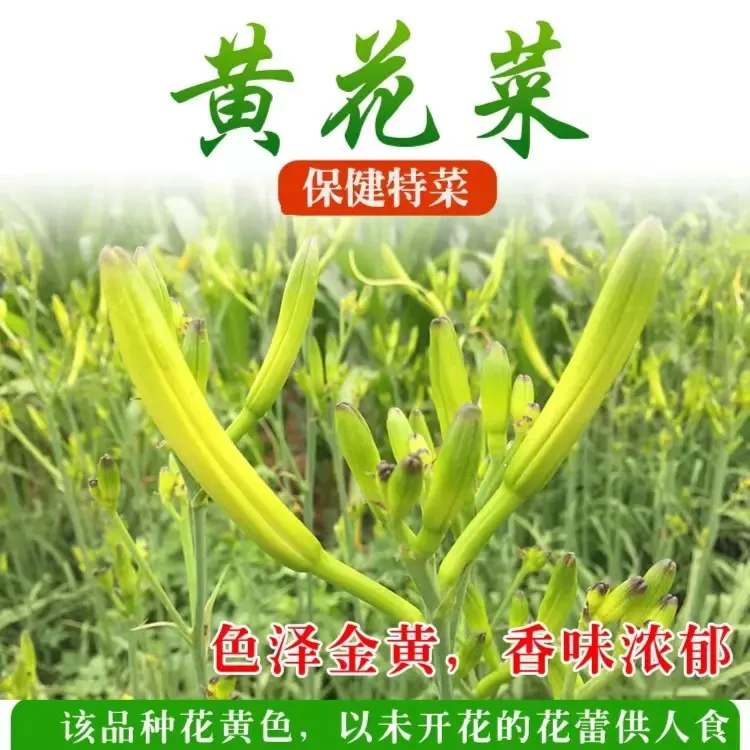 正宗黄花菜种苗 黄花菜之乡优质根苗 四季可种多年生黄花菜种植苗