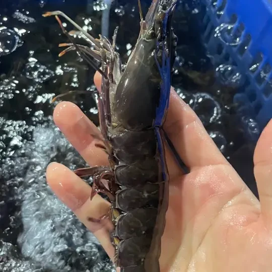 大只黑虎虾12-18头一斤