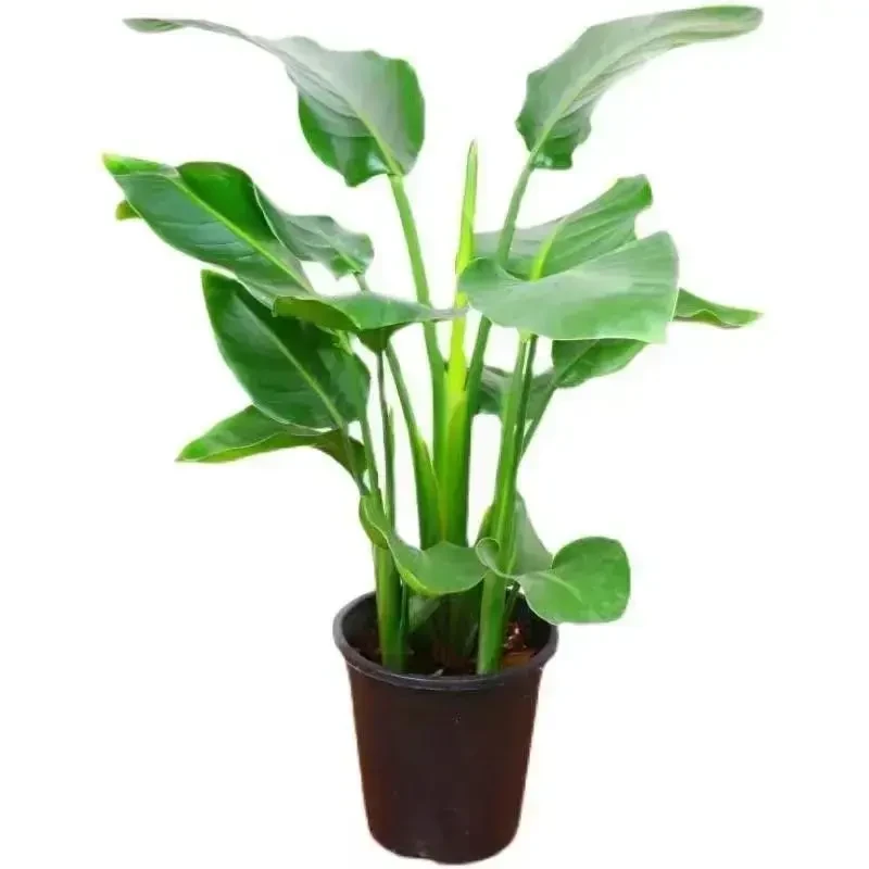 【天堂鸟盆栽】室内植物办公室鹤望兰大型绿植开业盆景福州同城