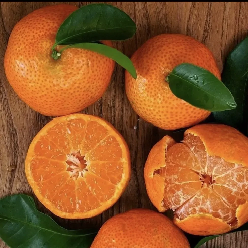 正宗广西沙糖桔薄皮鲜甜多汁细腻化渣新鲜采摘应季水果柑橘砂糖橘