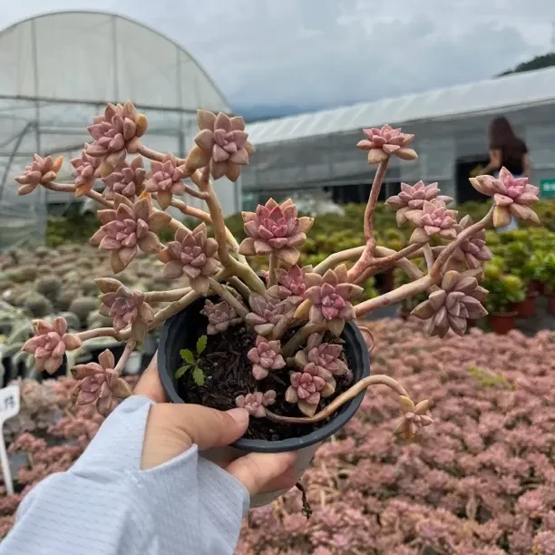 阿伦培多肉植物耐寒耐热适合室内外种植云南发货