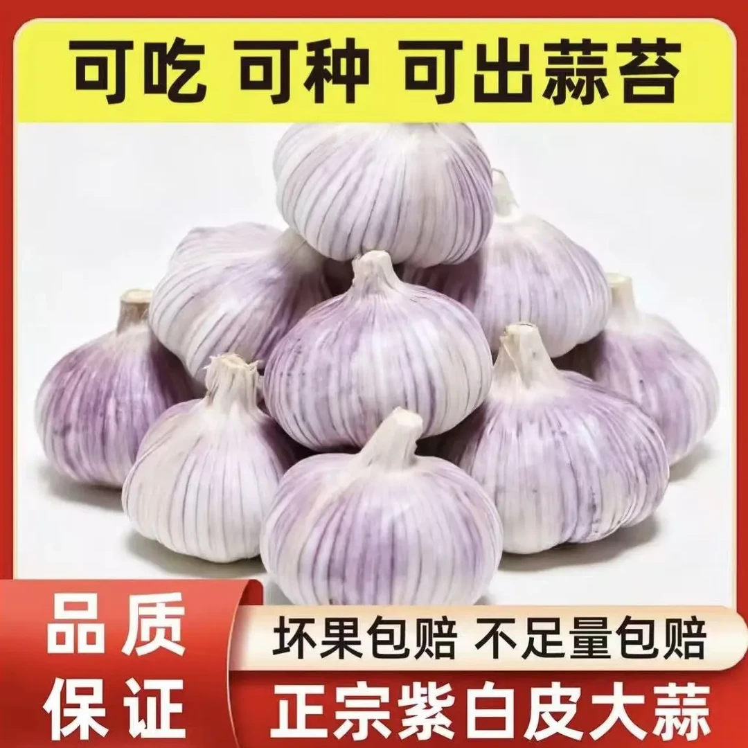 农家自种紫白皮干蒜大蒜新鲜现挖干蒜香辣饱满可吃可种