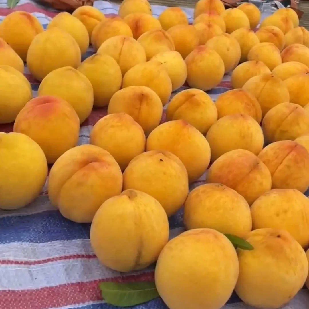 现摘新鲜金凤黄桃当季水果超甜可口