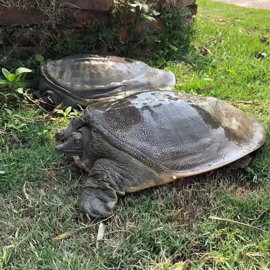 外塘青背白底冷水养殖鲜活甲鱼发包邮