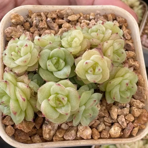 精品多肉植物组合盆栽好养易成活适合室内阳台种植
