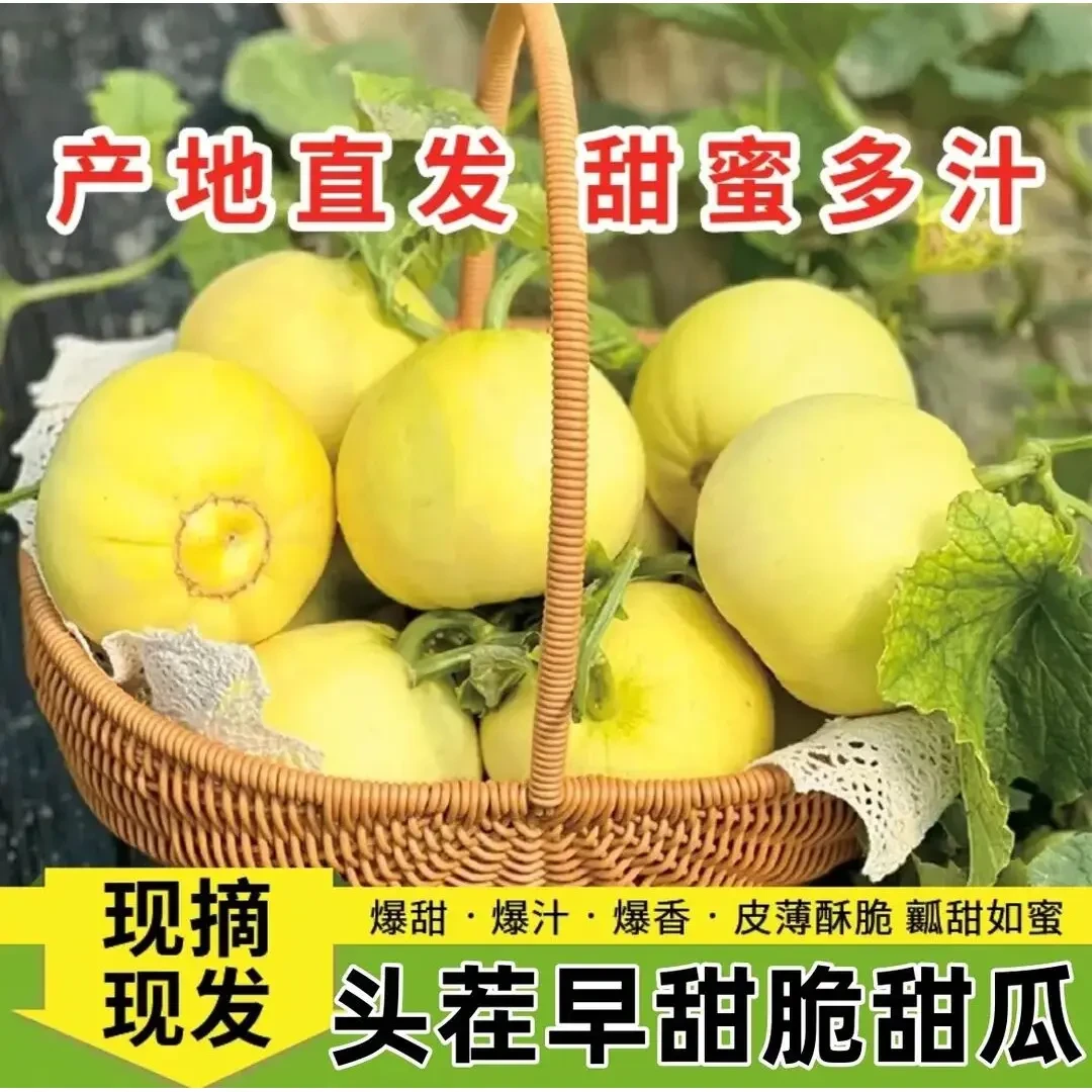 【京东顺丰包邮】头茬早甜脆香瓜小蜜罐甜瓜星甜20脆甜如蜜新鲜采摘
