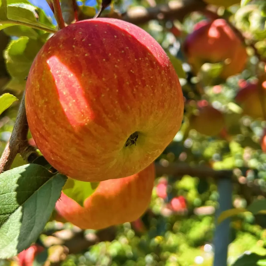 汉源高山冰糖心丑苹果新鲜多汁脆甜可口申通快递