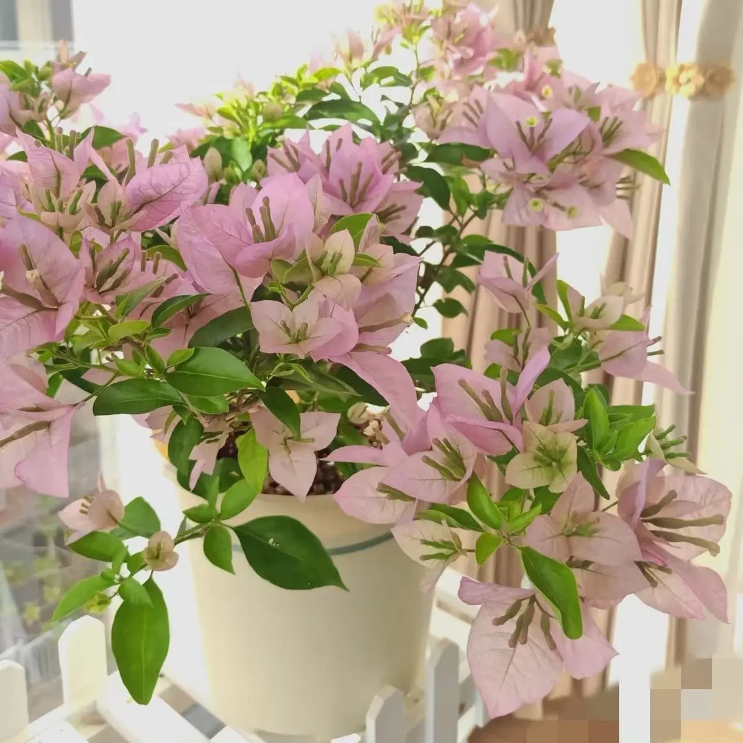 【粉天使】三角梅大苗四季勤花好养易活适合植物庭院阳台花开半夏