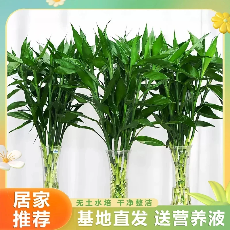 富贵竹60-70CM水培绿植花卉办公室居家客厅节节高净化空气