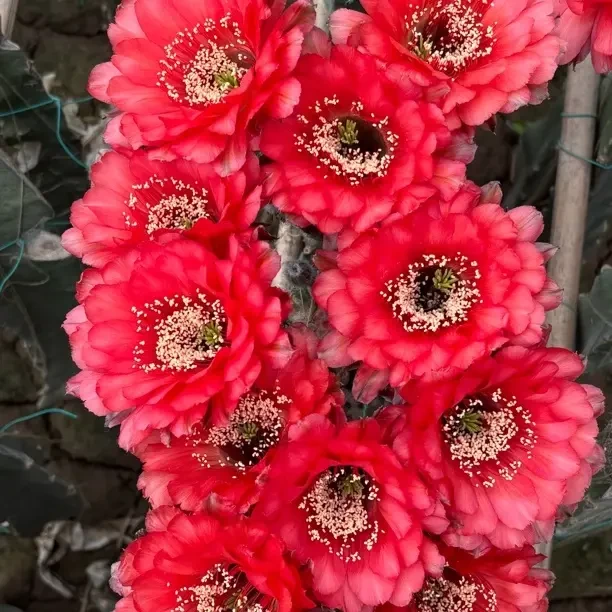 A113西湖新品彩草侧芽会开花的无根侧芽仙人球防辐射适