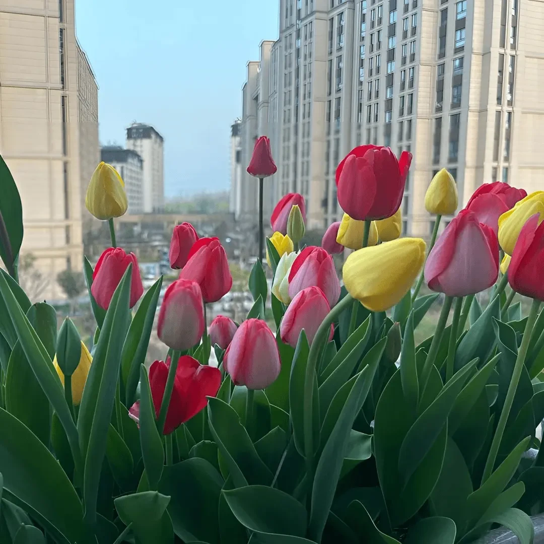 郁金香种球可水培可土培室内阳台庭院盆栽花卉