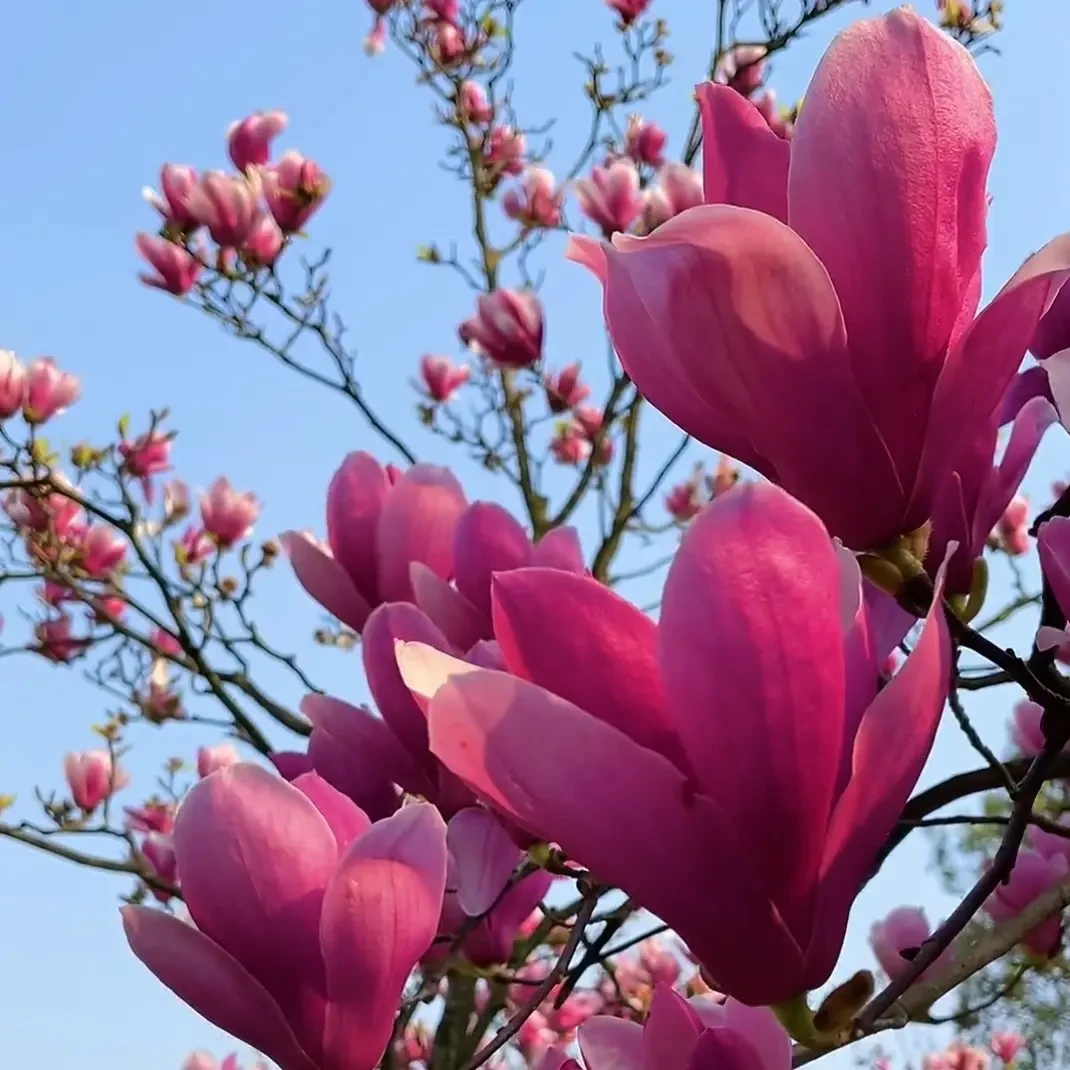 新品种紫霞仙子玉兰新好养活花卉绿植