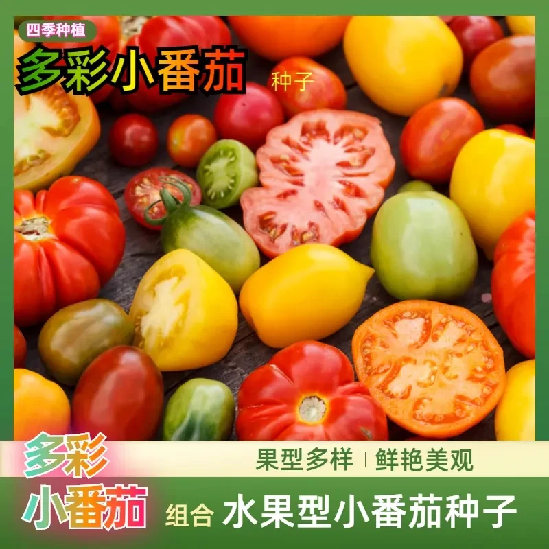 多彩混装小番茄种子彩色西红柿四季易播阳台盆