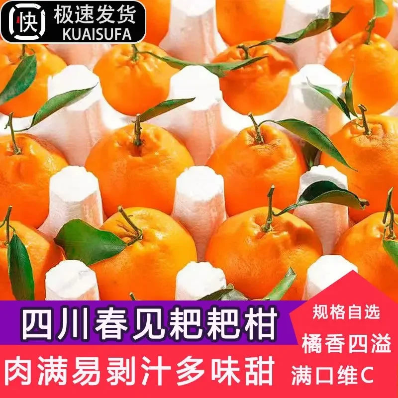 【耙耙柑甄选】粑粑柑四川橘子新鲜当季水果果园现摘现发鲜甜5-8斤