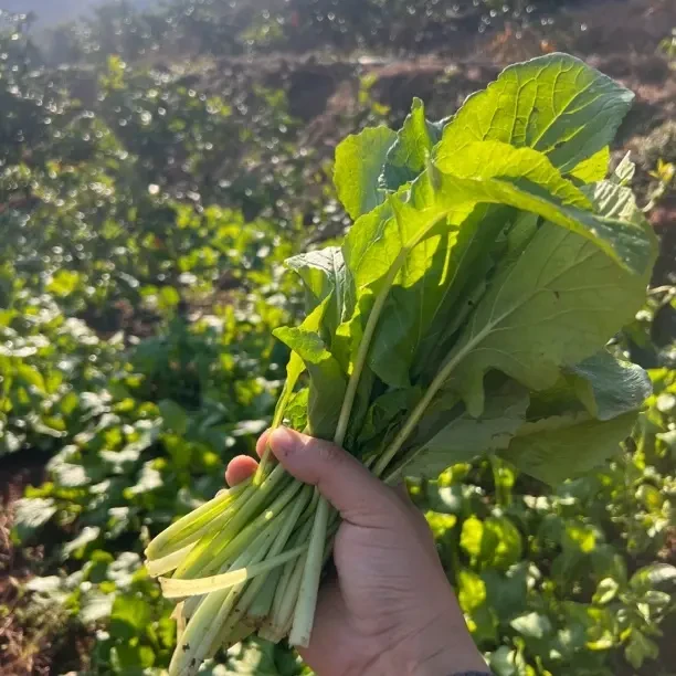 新鲜油菜时令农家蔬菜现摘现发火锅蔬菜甜菜