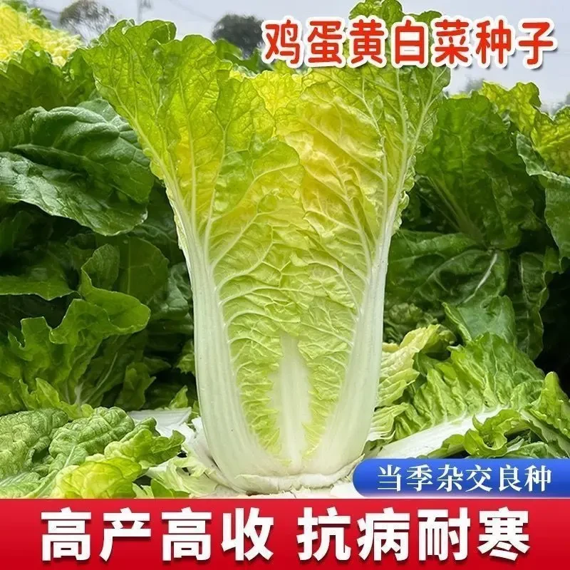 【鸡蛋黄奶油大白菜种子】杂交品种黄心高桩大白菜秋季农家蔬菜种子